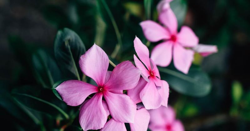 Which periwinkle is associated with cancer drugs?