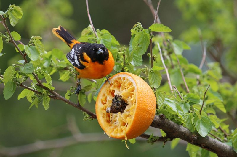 Baltimore Oriole
