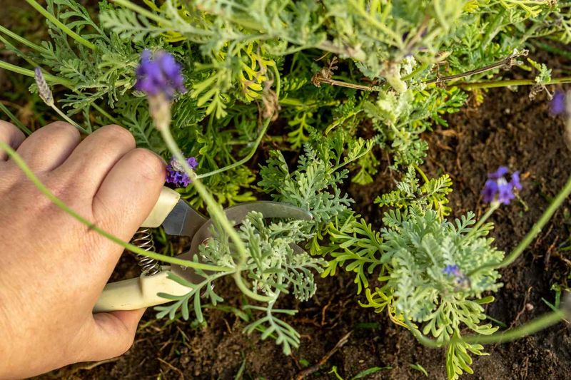 Keep green shoots at the center of every cut