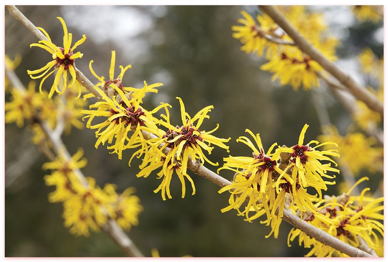 Witch Hazel