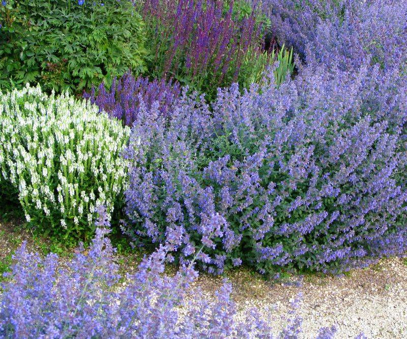 Catmint
