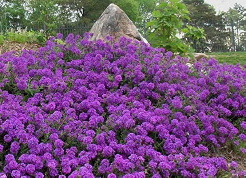 Verbena