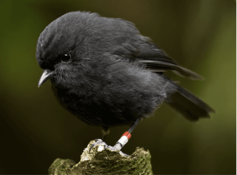 Black Robin