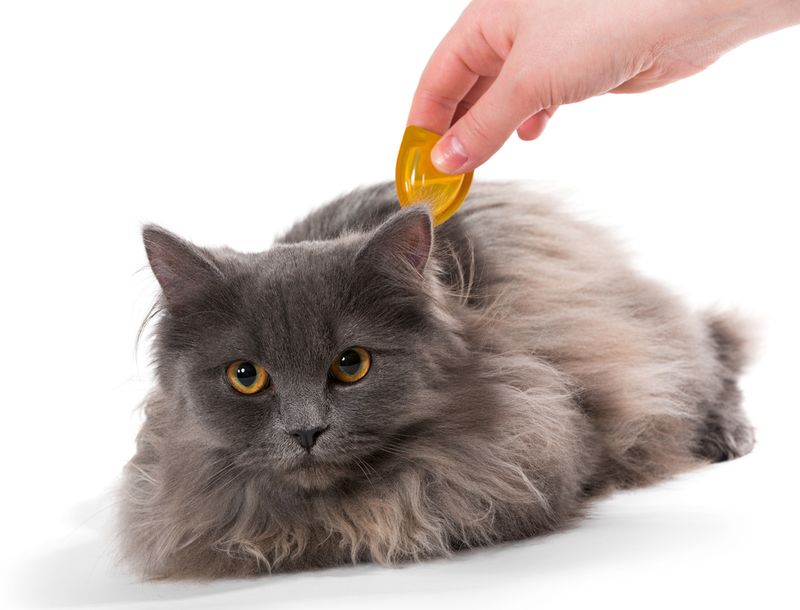 Start the flea plan with every pet