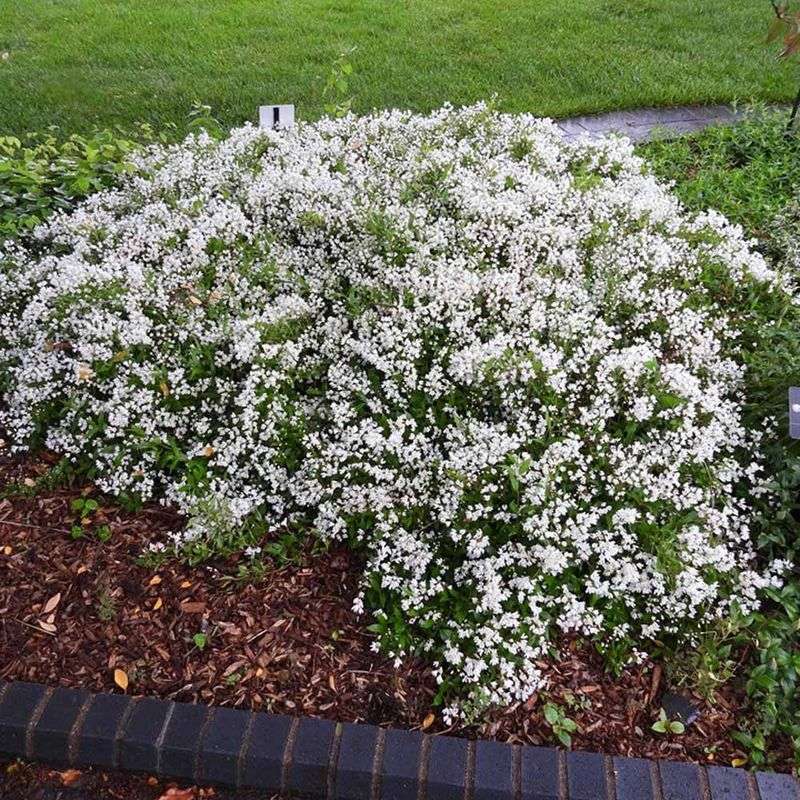Deutzia