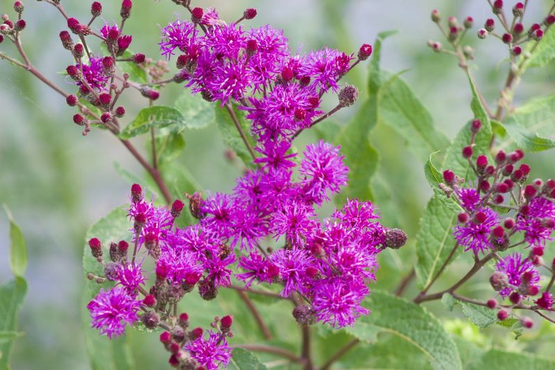 New York Ironweed