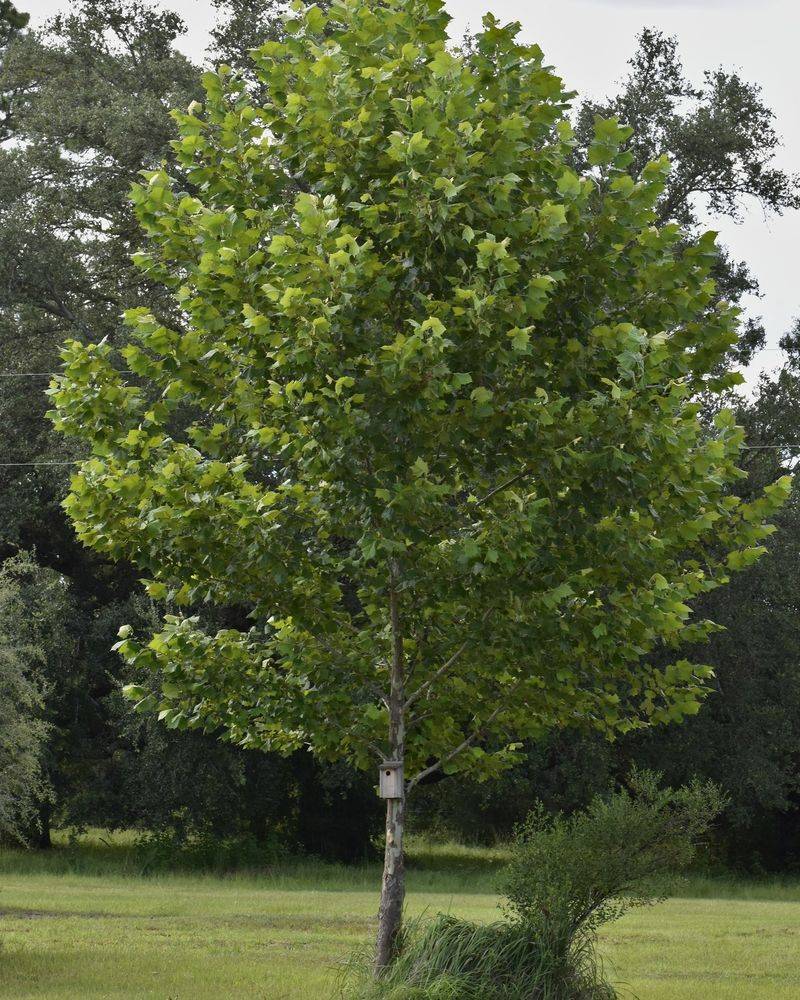 Plant the tree for long-term habitat value