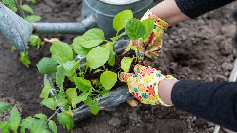 It Can Perk Up Seedlings During Transplant Shock
