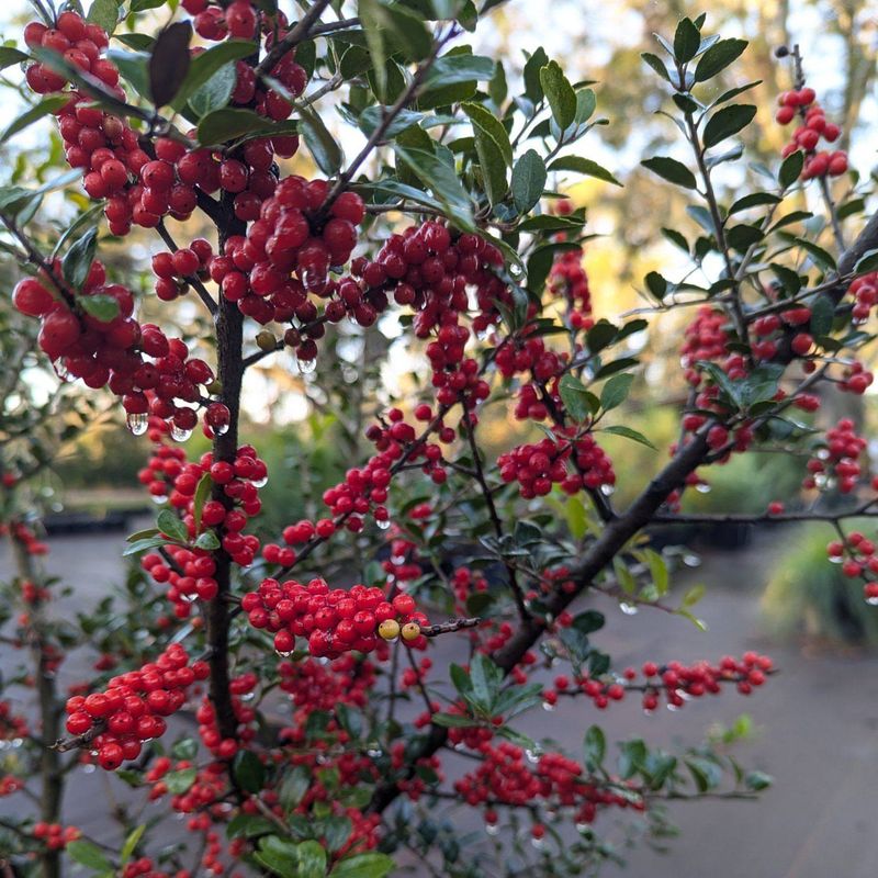 Yaupon Holly
