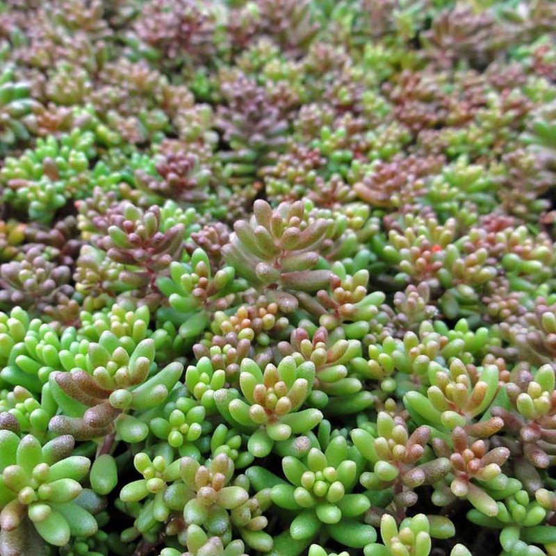 Sedum (Stonecrop)