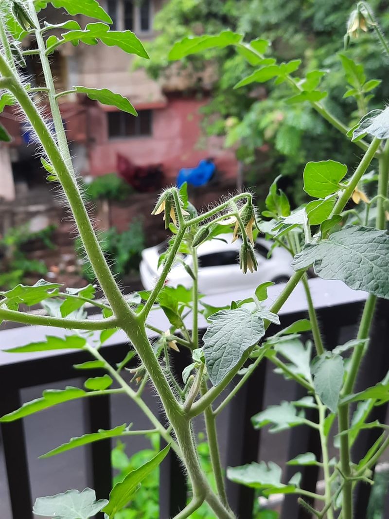Blossoms Overloading a Young Plant