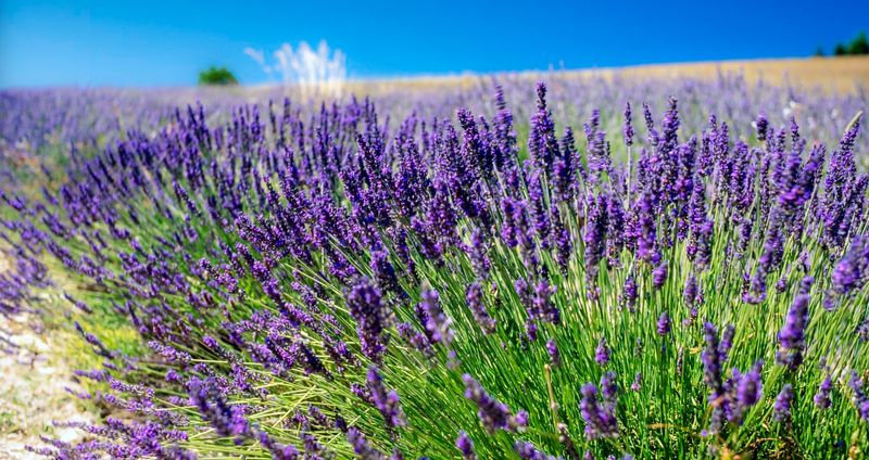 Lavender (Lavandula spp.)