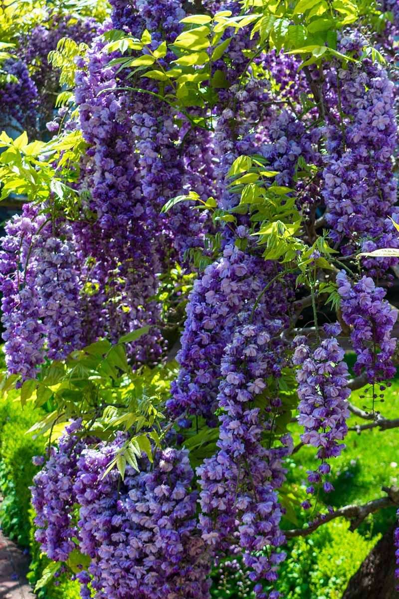 Existing Invasive Wisteria (Contain, Then Replace)