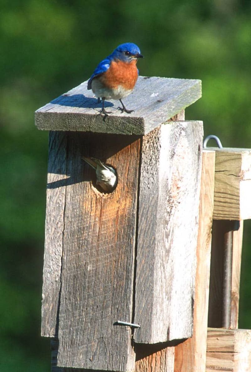 A nest box adds responsibility, not just bluebird appeal