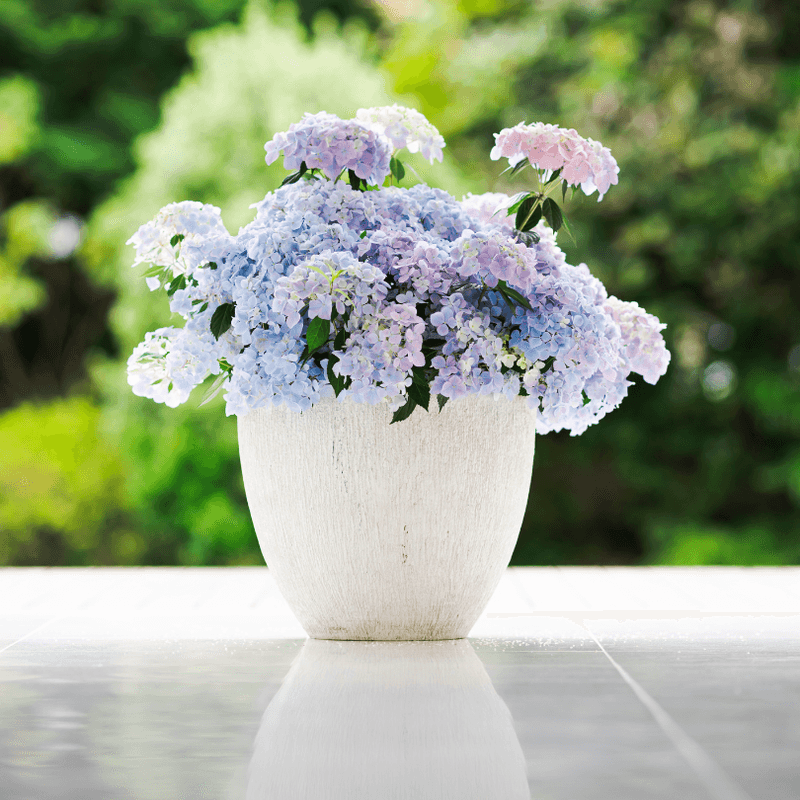 Use Lighter-Colored Pots for Container Hydrangeas