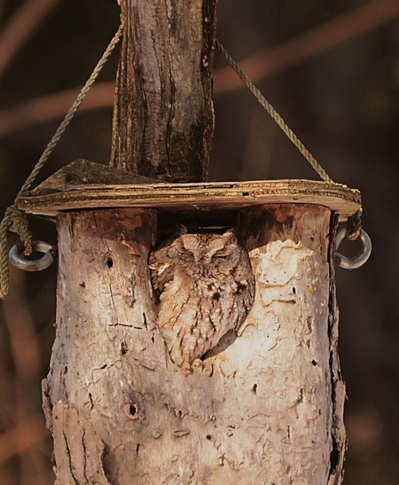 Preserve useful habitat without manufacturing prey
