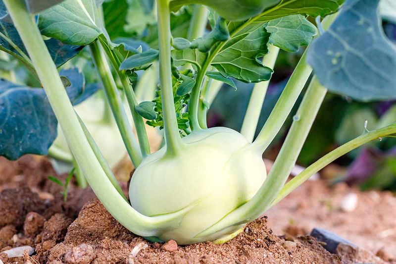 Kohlrabi