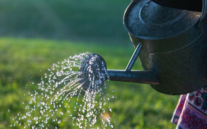 Inconsistent or Improper Watering
