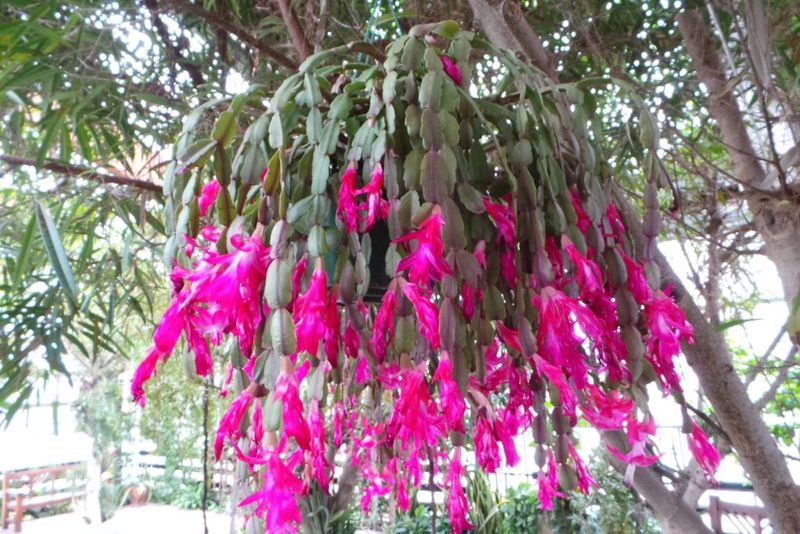 Let the plant’s condition—not the calendar—set the next step