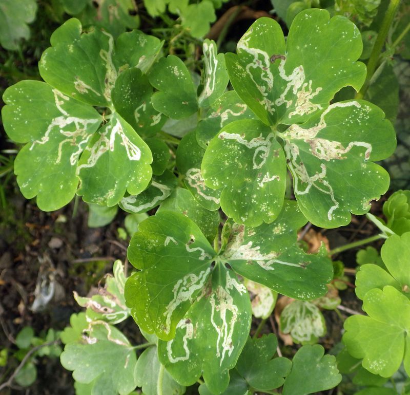 Columbine