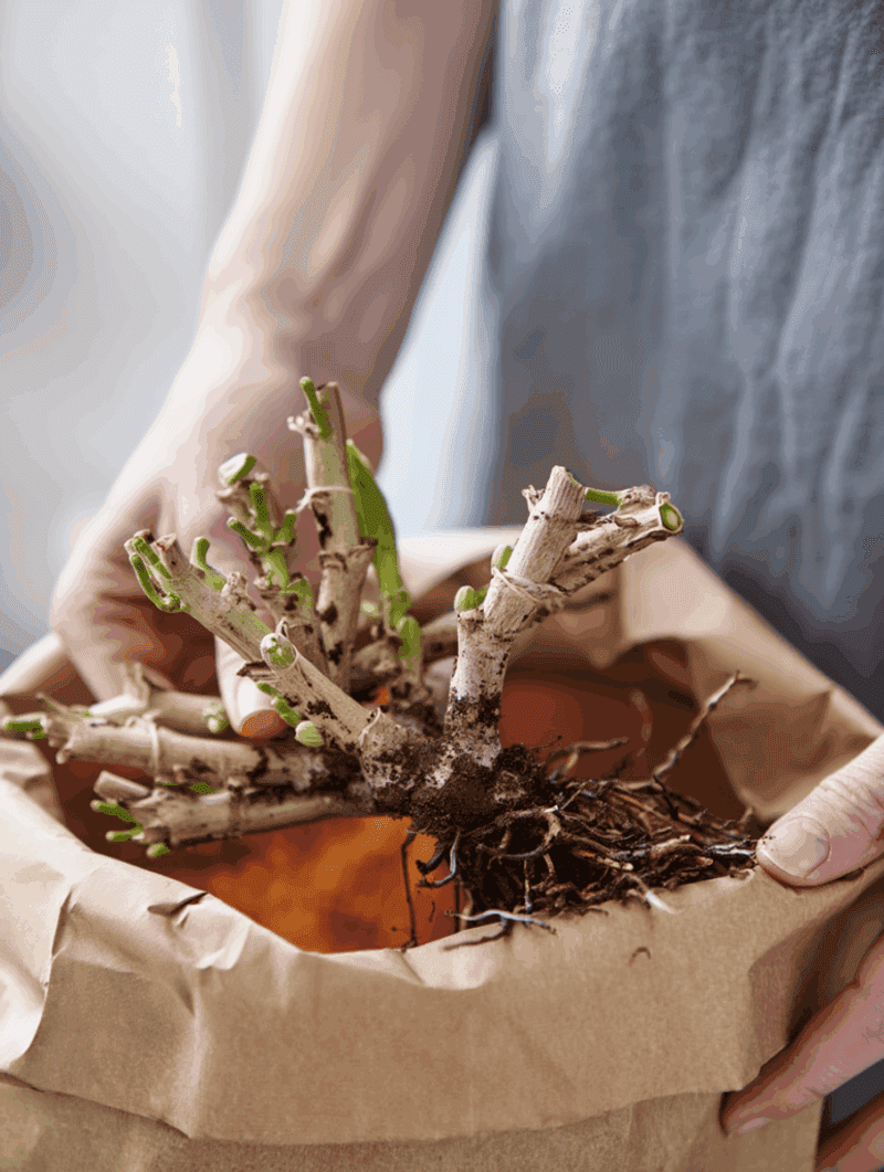 Bare-root storage saves space, but it is not the surest method