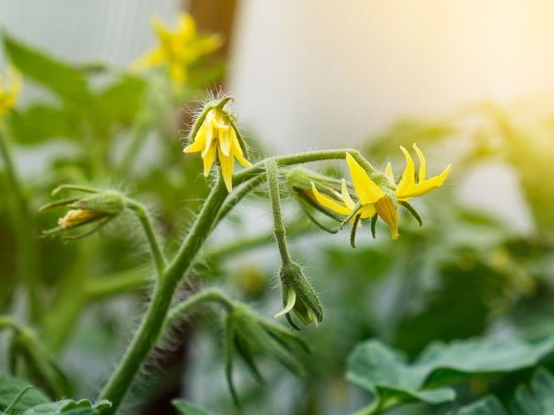 Encouraging More Blossoms And Fruit