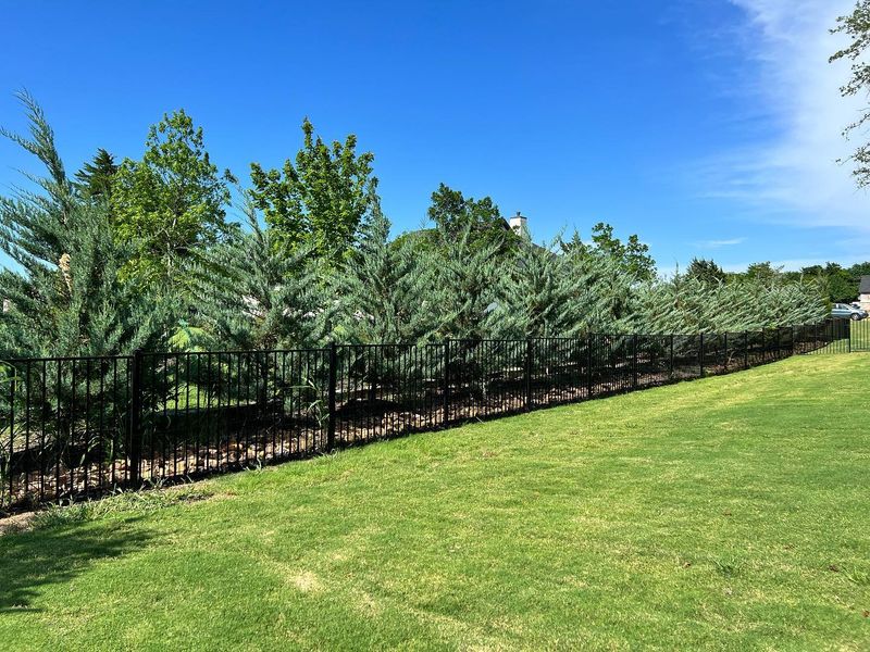 Eastern Red Cedar