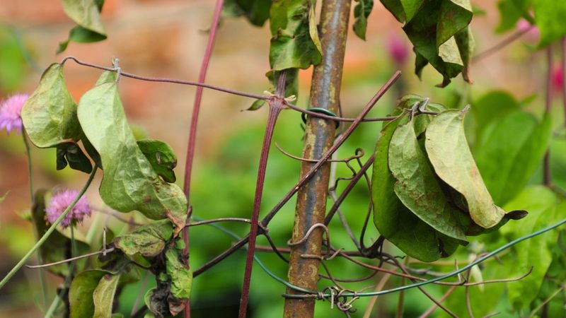 Clematis (The Tired Climber)