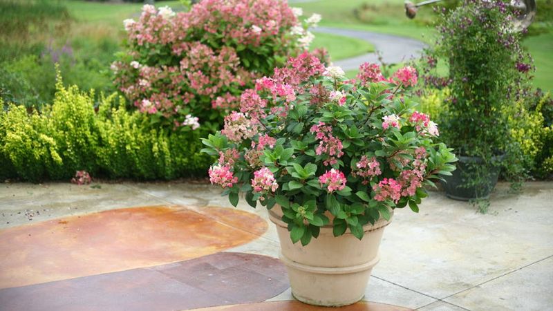 Adjust the routine for new plants, containers, and different soils