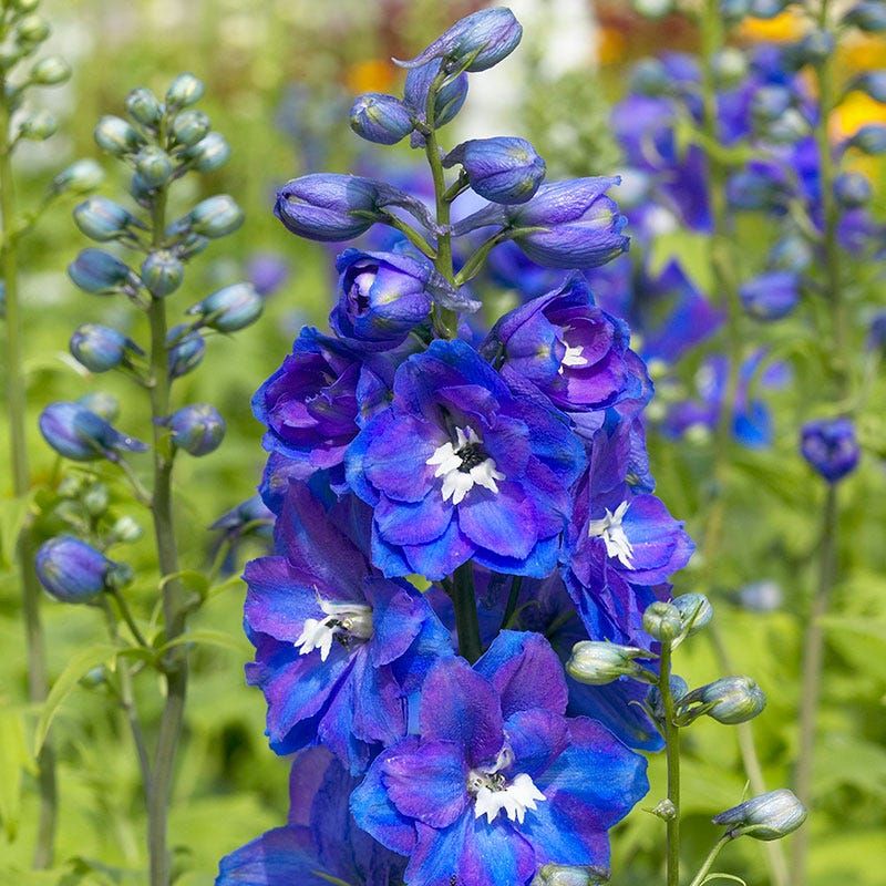 Delphinium