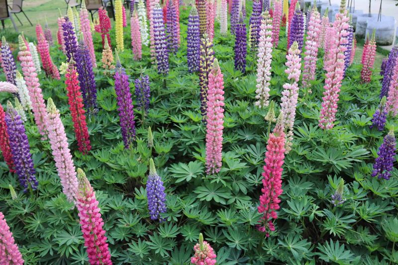 Lupine