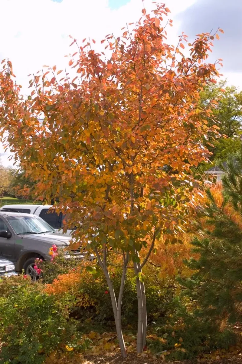 Help the young serviceberry establish through dry spells