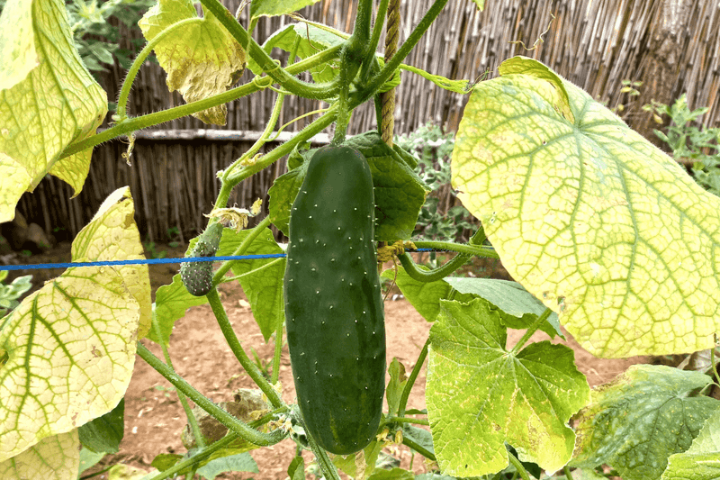 Epsom salt is not a universal cucumber fix