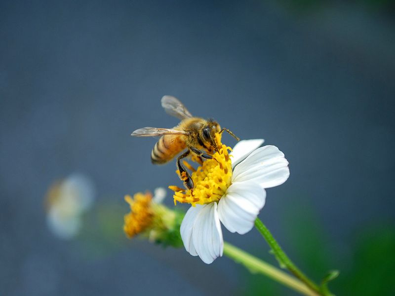 Protect visiting pollinators from unnecessary pesticide exposure