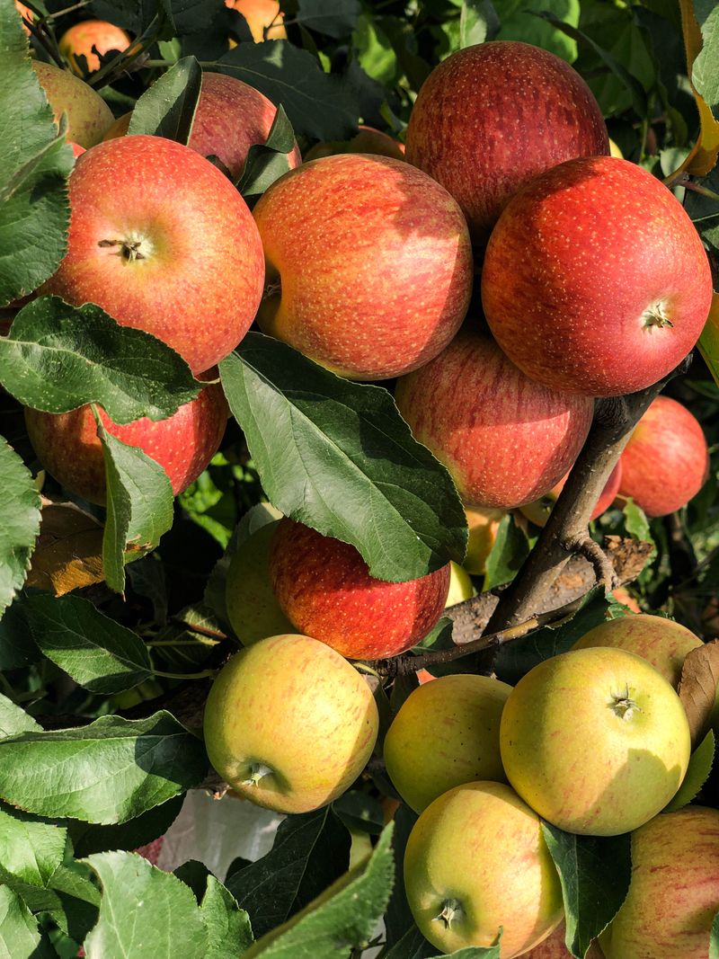 How Grafting Creates Multiple Fruits On One Tree