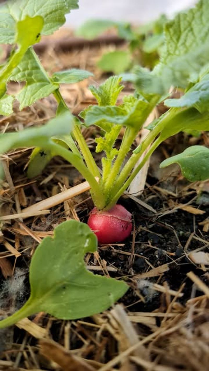 How uneven moisture affects developing radishes