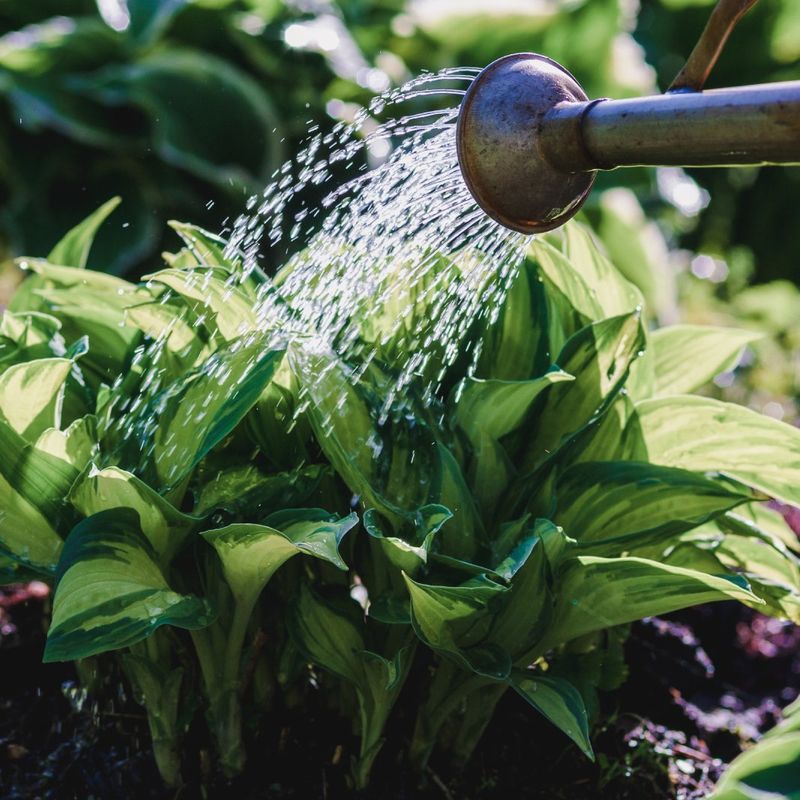Keep new plants moist but never waterlogged