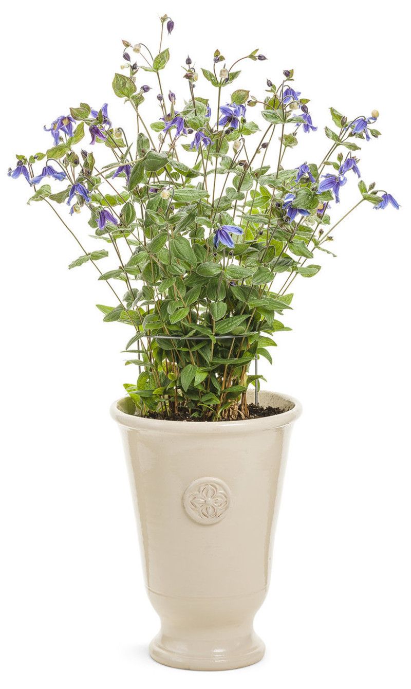 Inconsistent Watering