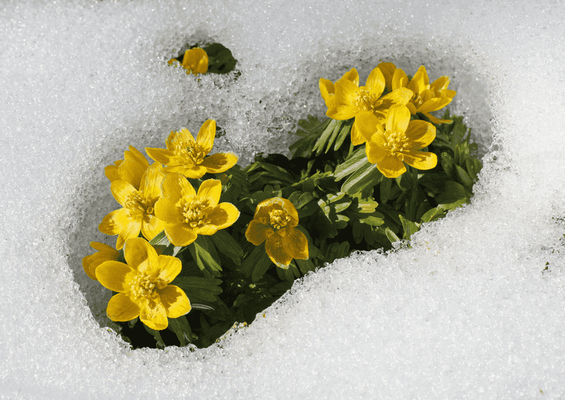 Winter Aconite