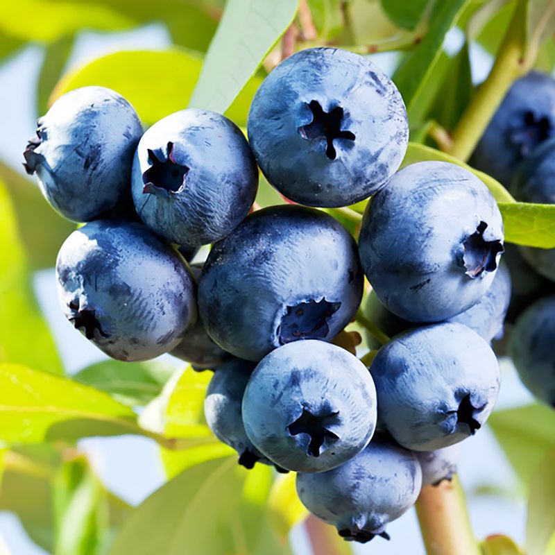 Chandler Blueberry