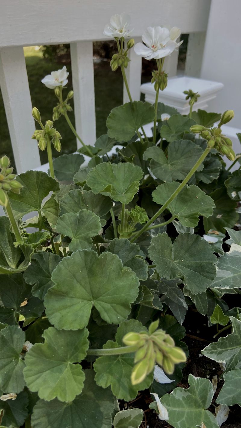 Plant Looking Stretched, Tired, Or Uneven