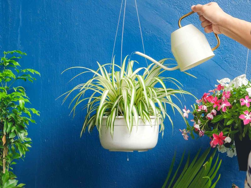 Forgetting Hanging Baskets Dry Out Fast