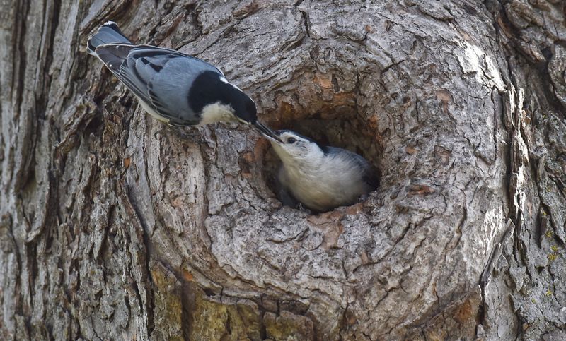 White-breasted Nuthatch