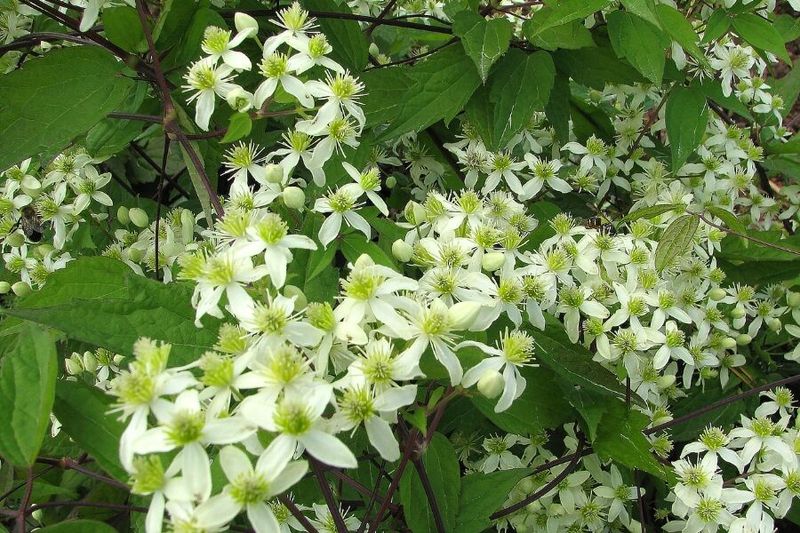Clematis (Clematis virginiana)