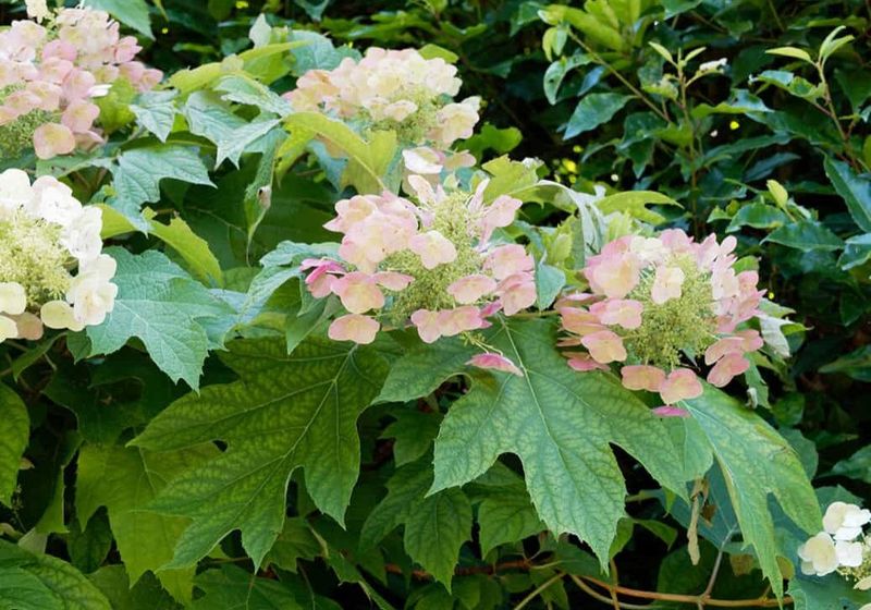 Identify the hydrangea before cutting healthy stems