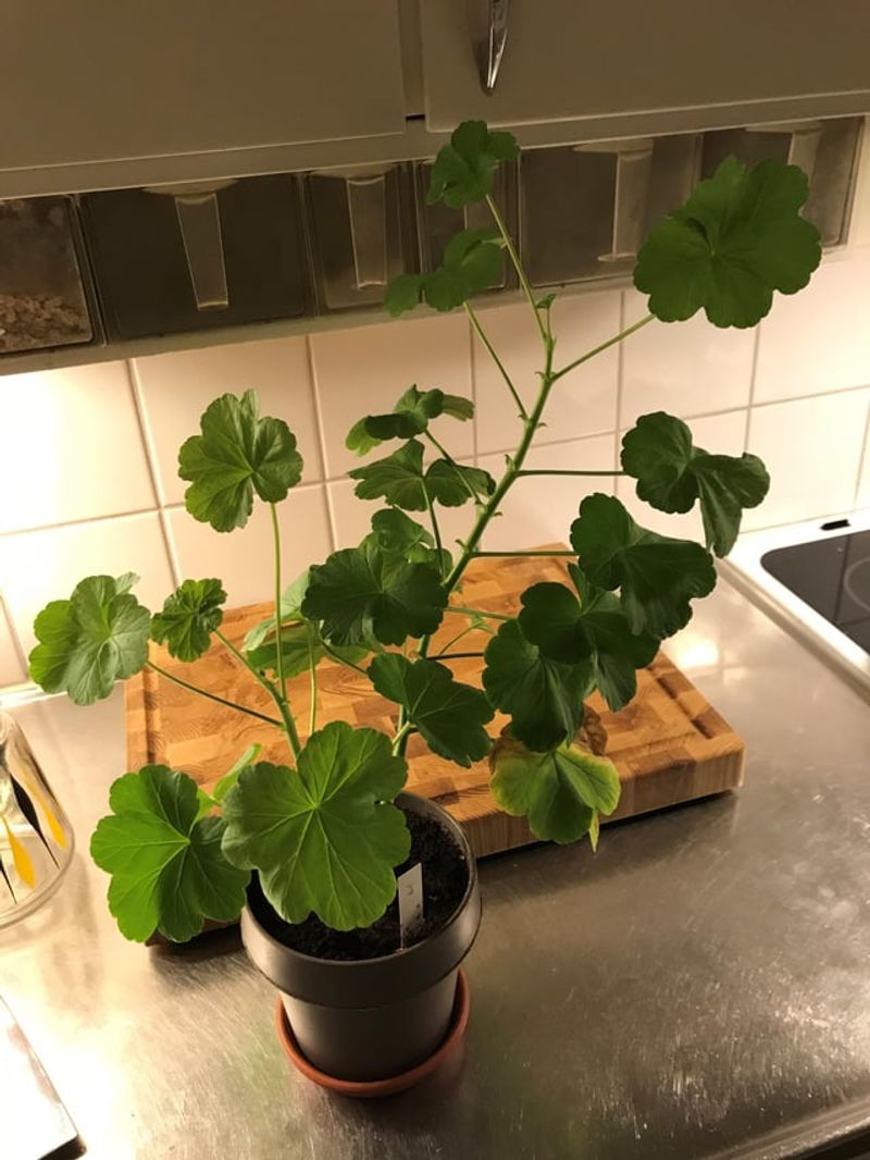 The Plant Looks Leggy and Stretched Out