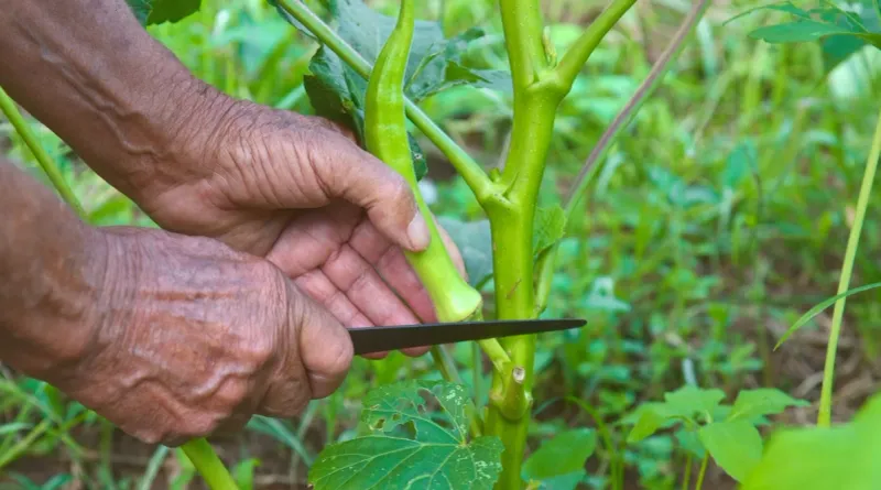 Frequent picking converts steady growth into a steady harvest