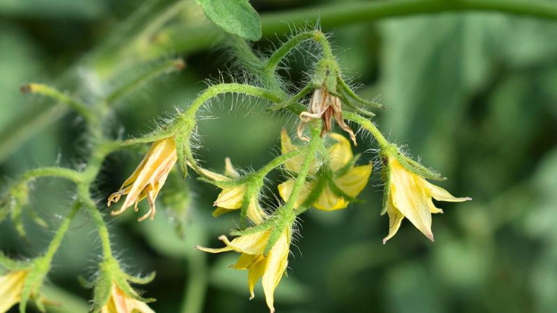 Fruit set fails for reasons pruning cannot fix