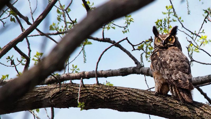 Owls
