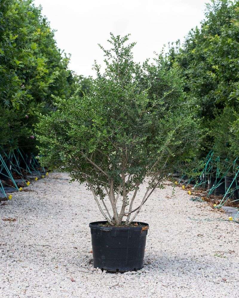 Match the plant to the site before buying